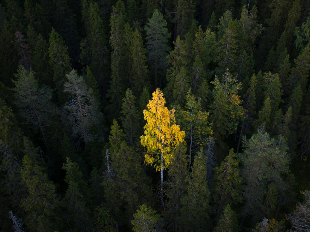 Lapponia_Finlandia_Svezia_Autunno_Foliage (75)